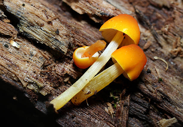 istock Young Flame shield (flame shield) mushrooms with cute orange caps and pale patterns (Fungus, Mycology closeup macro photograph) 2215666368