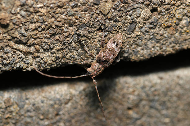 istock Japanese long horned beetle (Togarishiroobisabikamikiri, Pterolophia caudata. Nature Science closeup macro photograph) 2215667338