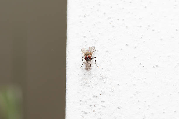 istock Housefly standing on white rough surface with blurry background 2215668189
