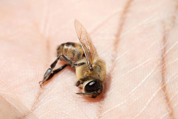 istock Dead honey bee lying on palm of hand 2215668204