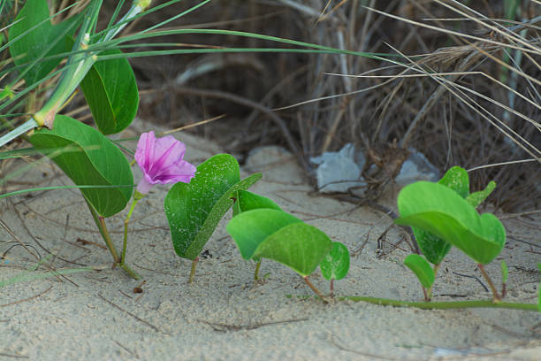 Pink Beach Morning Glory on Sandy Beach