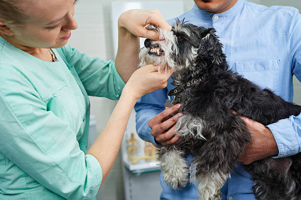 istock Veterinarian examining dog's teeth at the visit 2215669396