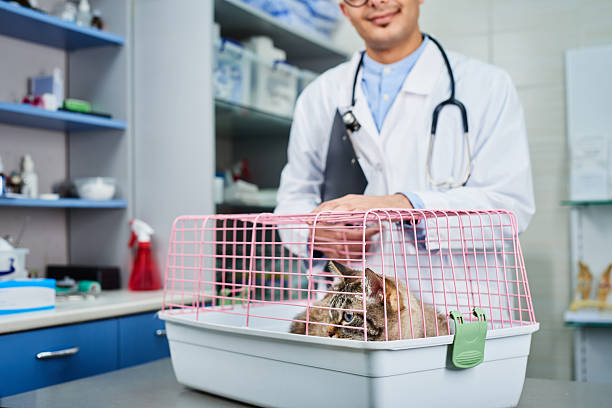 Close up portrait of a domestic cat in the cage at the clinic on the steel table with veterinarian doctor. Recovering after injury, healthcare concept, domestic animals treatment, trust and care
