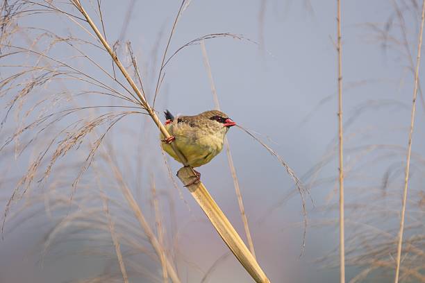 istock Small red munia on a reed in soft light 2215670135