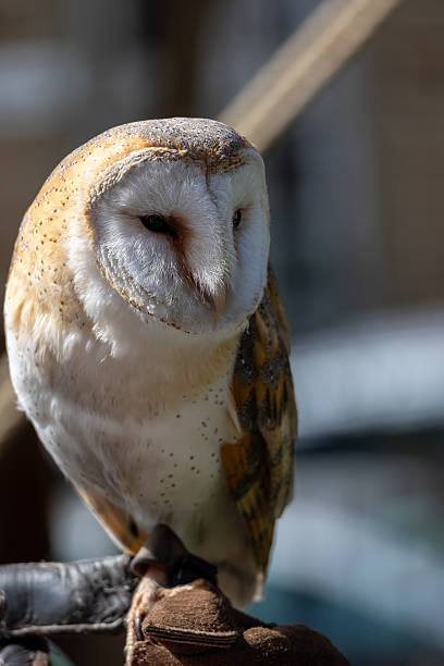 istock Detailed View of a Barn Owl's Feathers 2215671435