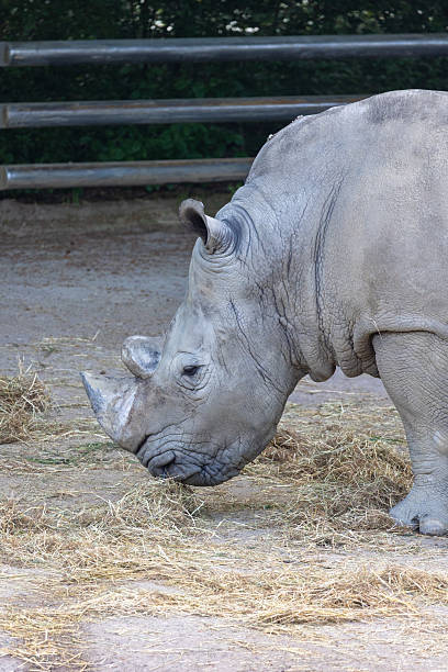 istock Close up of a rhino 2215671595