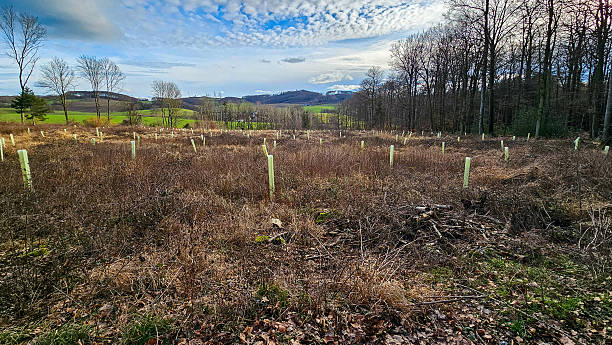 istock reforestation with tree seedlings with plastic tubes around stem growing in rows 2215671629