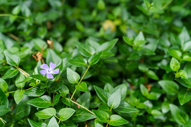 Vigorous green leaves and a single periwinkle