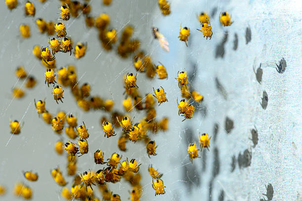 Close-up of a group of newborn cross spiders in the spidernet and their shadows at the wall