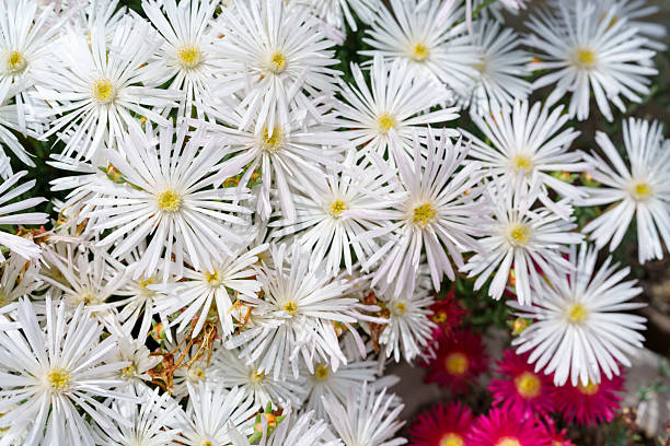 White Drosanthemum floribundum blooming in the sunlight