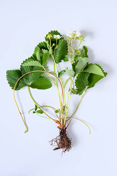 istock Strawberry plant with flowers and roots on a white background. 2215673673