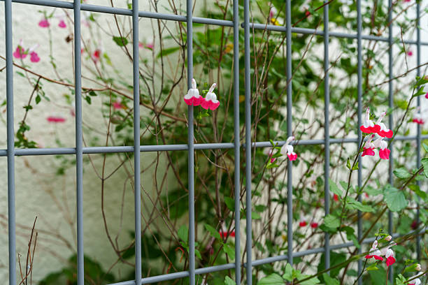 Window with flower pots, stone house,  flowers behind cast iron railing. Embroidery curtain. Galicia, Spain.