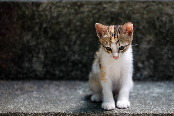 istock Abandoned tricolor kitten sitting alone on a concrete step outdoors 2215675446