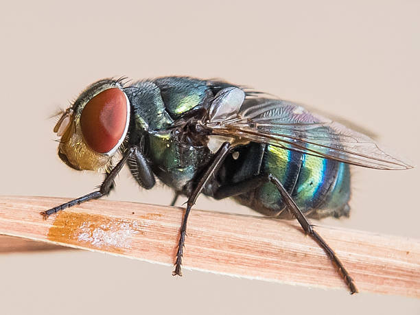 istock Close up of a Chrysomya megacephala or blow fly. 2215675895