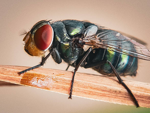 istock Close up of a Chrysomya megacephala or blow fly. 2215675908