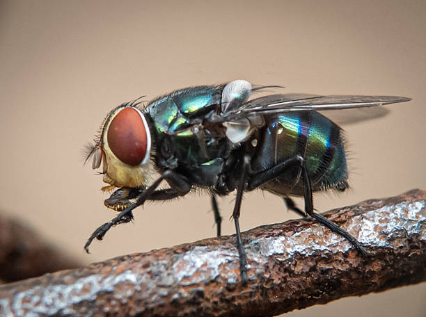 istock Close-up of a housefly (Musca domestica). 2215676032