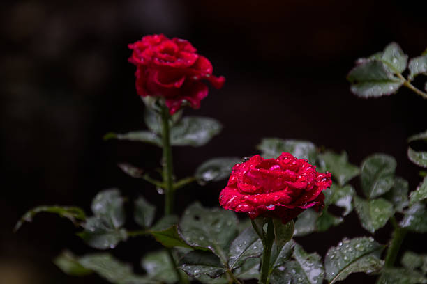 beautiful red rose in a park in the summer