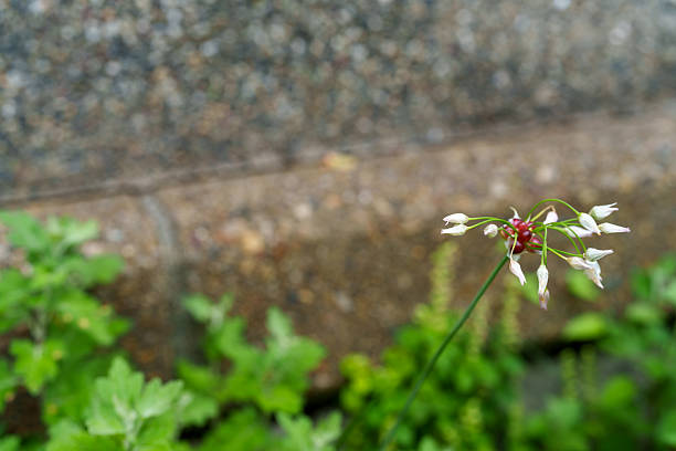 Pretty Rosy Garlic blooming naturally
