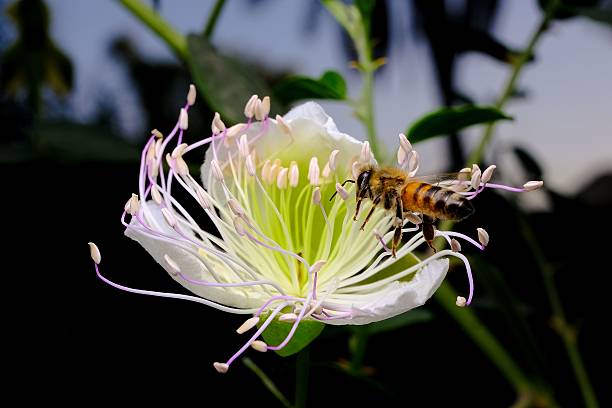 istock Bee pollinating a caper flower close-up. 2215676587