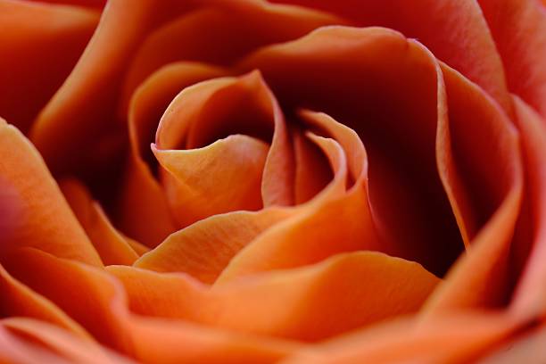 istock Close-up of an orange rose. 2215676598