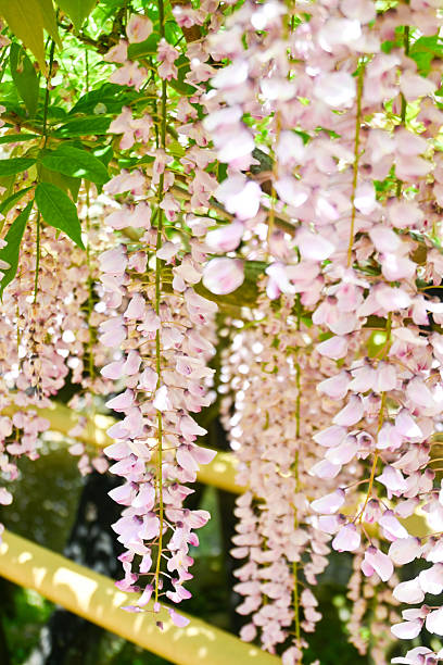 istock Beautiful wisteria trellis in spring 2215677331
