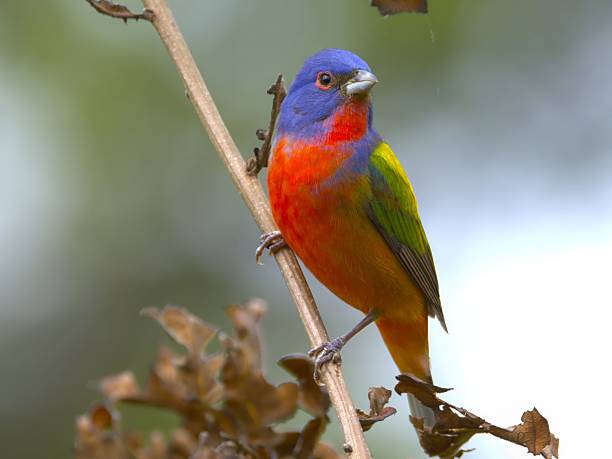 istock Vibrant painted bunting on a branch 2215677506