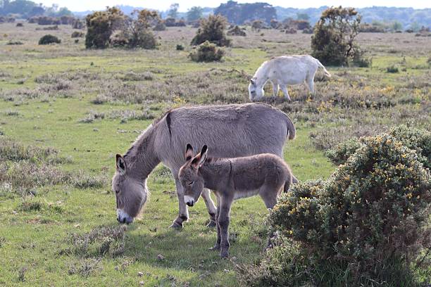 istock Donkey foal and mare in the New Forest 2215678016