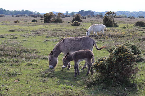 istock Donkey foal and mare in the New Forest 2215678037