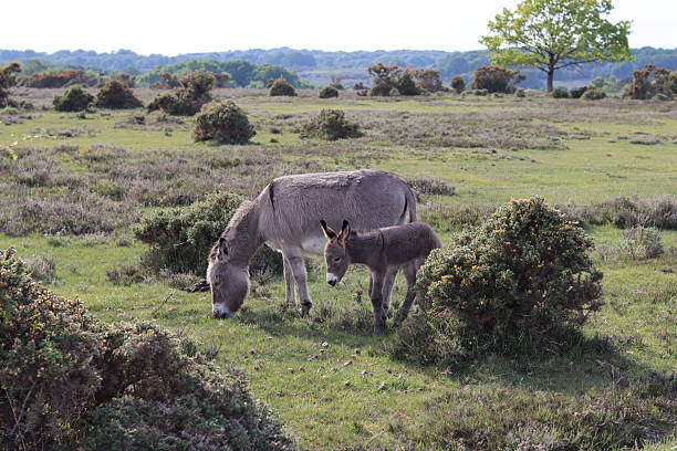istock Donkey foal and mare in the New Forest 2215678102