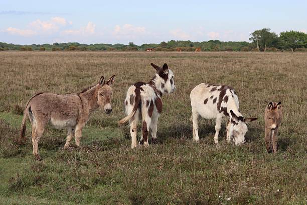 istock Donkey foals and mares in the New Forest 2215678152