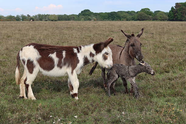 Portrait of donkey foal, 2 months old, standing against white background, studio shot