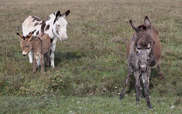 istock Donkey foals and mares in the New Forest 2215678193