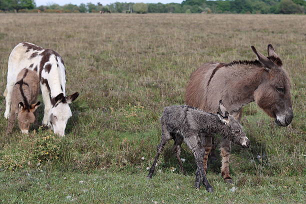 istock Donkey foals and mares in the New Forest 2215678195
