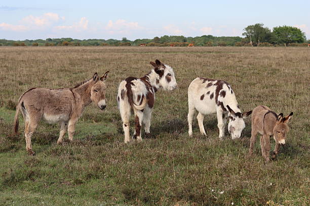 istock Donkey foals and mares in the New Forest 2215678205