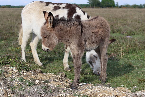 istock Donkey foal in the New Forest 2215678239