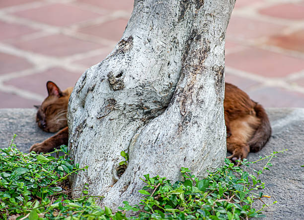 Close-up of cat sleeping in the sunset on a cat tower.