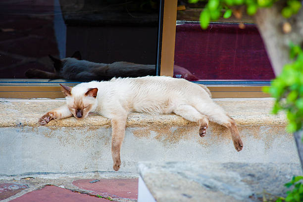 White Siamese cat sleeping in . Bangkok Thailand.