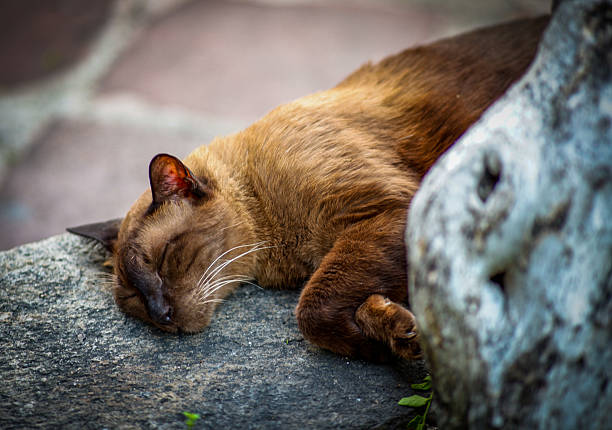 istock Brown Siamese cat sleeping in . Bangkok Thailand. 2215678537