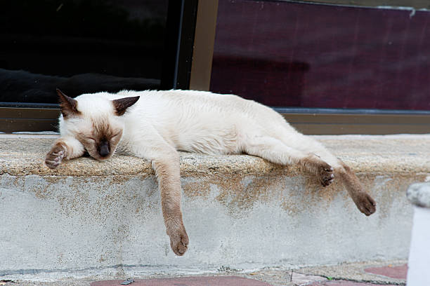 Siamese cat white backgrund