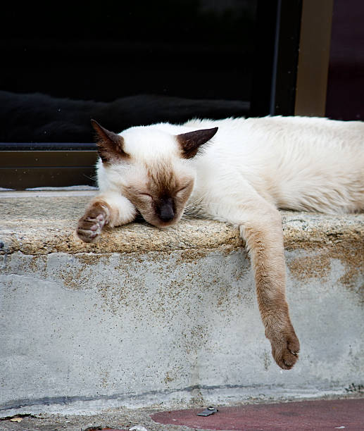 Multi colored stray cat is resting on the street.\nIstanbul - Turkey.