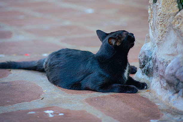 Black cat in . Bangkok Thailand.