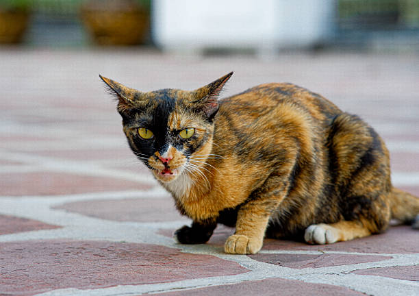 istock Tortoiseshell cat Bangkok Thailand. 2215678665