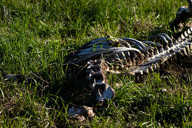 An animal skeleton is partially hidden among green grass