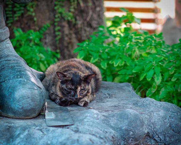 Tortoiseshell cat in  Bangkok Thailand.