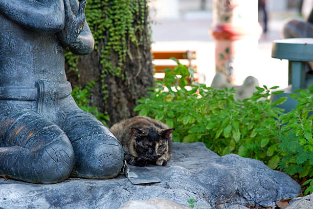 Tortoiseshell cat in  Bangkok Thailand.