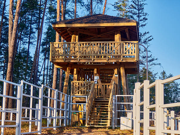 Wooden Observation Tower in Forest at Sunset