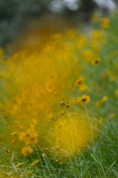 A wide expanse of yellow flowers fills the field, their vibrant colors contrasting with lush green grass under soft sunlight.