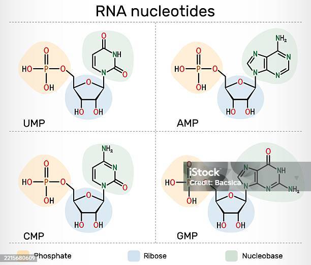 Cmp Inlustration Rna Nucleotides Molecules Ribonucleoside Monophosphates Amp Gmp Cmp Ump ...