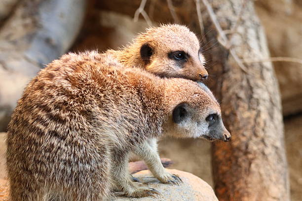 A meerkat stands on its hind legs and keeps an eye out for enemies.
