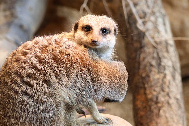 istock Meerkat on the watch 2215681024